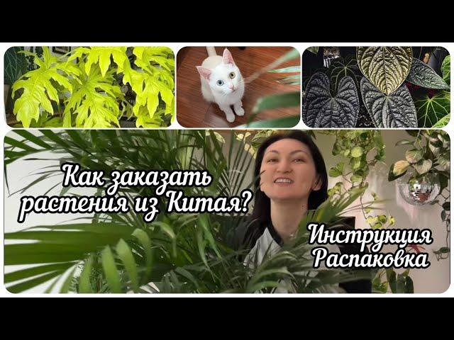 РАСТЕНИЯ из КИТАЯ! Как заказать и в каком состоянии приходят цветы?