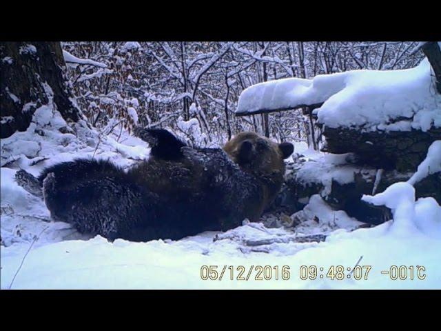 Braunbär greift zu drastischen Maßnahmen