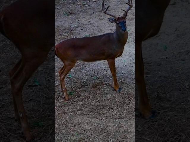 PERFECT PASS THROUGH  #hunting #archery #bowhunt #whitetail #deerhunting #nature #outdoors #love