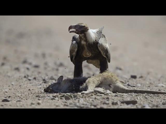 A Wedge-tailed Eagle on kangaroo roadkill in the Kimberley