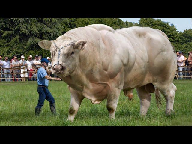 10 BIGGEST Bulls In The World