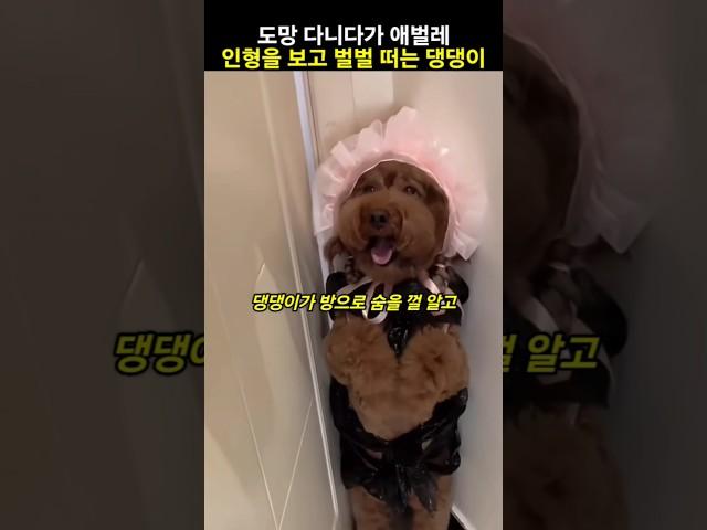 도망 다니다 애벌레 인형을 보고 벌벌 떠는 댕댕이