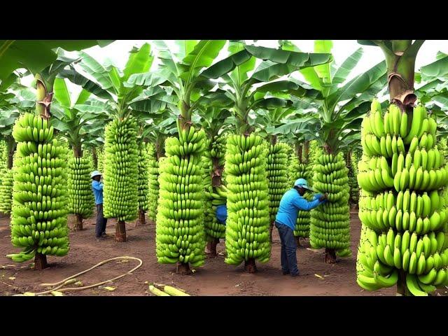 136 Million Tons Of Bananas Are Harvested And Processed This Way | Farming Documentary