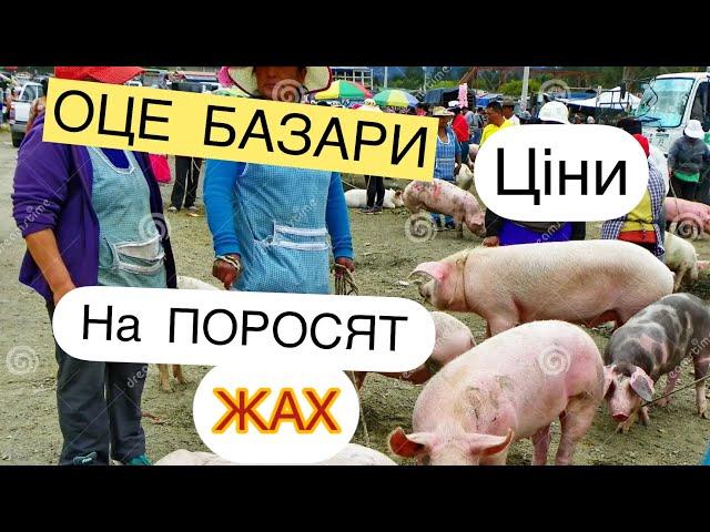 БАЗАРЦІНИ на ПОРОСЯТ, Попит