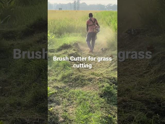 Brush cutter grass cutting