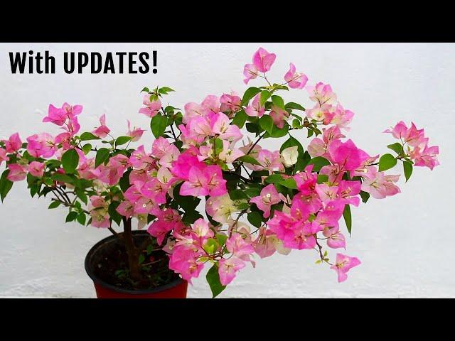 My SECRETS To Get MORE Flowers on Bougainvillea!