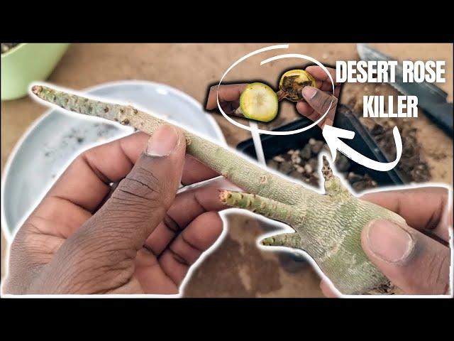 Desert Rose Root Rot | Saving your Adenium Obesum