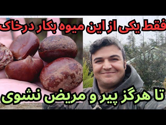 روش ساده کاشتن شاه بلوط و تولید نهال و خواصی از این میوه که هرگز نمیدانستید