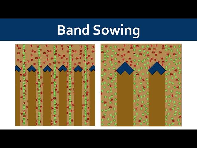 Band Sowing and Cultivation for Weed Management in Organic Grains