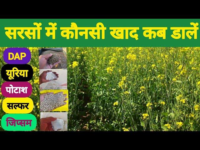 सरसों की फसल में कौनसी खाद डालें, कब डालें//DAP & Urea fertilizers in Mustard crop