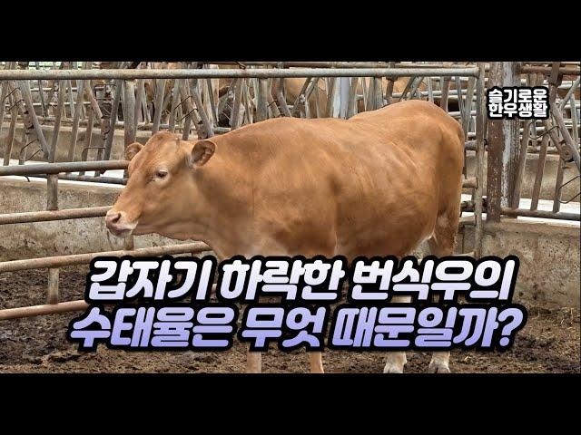 갑자기 떨어지는 한우 번식우 수태율 어떻게 해야할까?