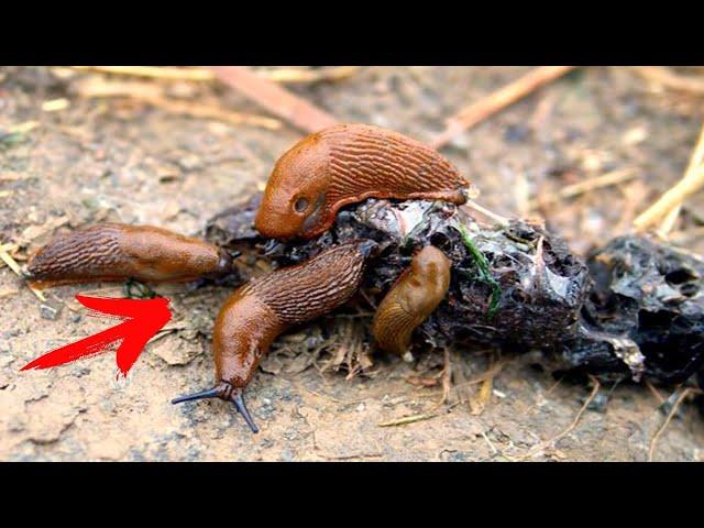 How to Get Rid of Slugs and Snails Forever, 100% Effective!