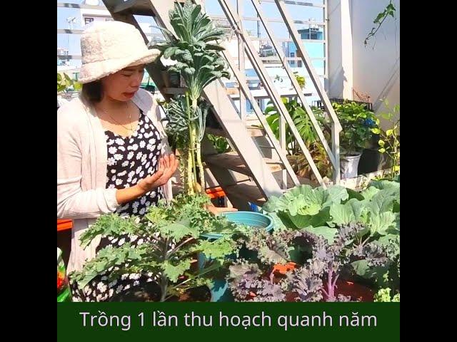 CẢI XOĂN KALE - LỰA CHỌN HÀNG ĐẦU CHO KHU VƯỜN SÀI GÒN NHÀ BẠN (vuonsaigon.vn)