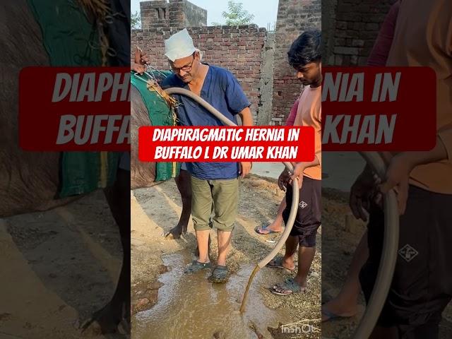 Diaphragmatic hernia l Bloat l Tympani l dr Umar Khan