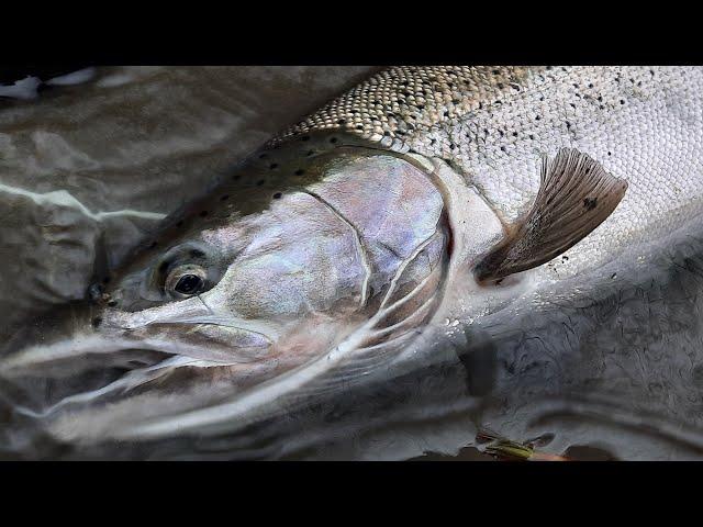 Swing the fly for wild winter-run steelhead in BC, Canada.