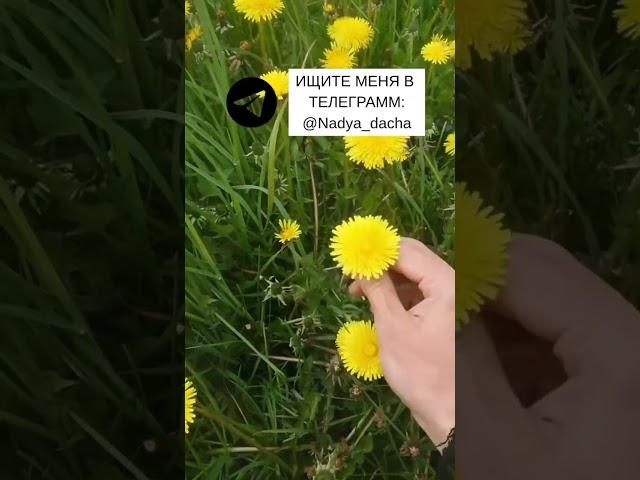 Забудьте про магазин! #вредители#дача#советы#огород