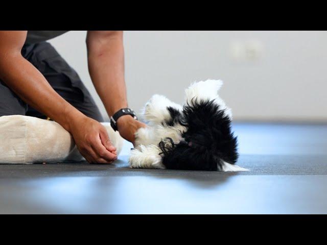 Training a Puppy That Freaks Out When Facing a Cell Phone [Puppy Training]