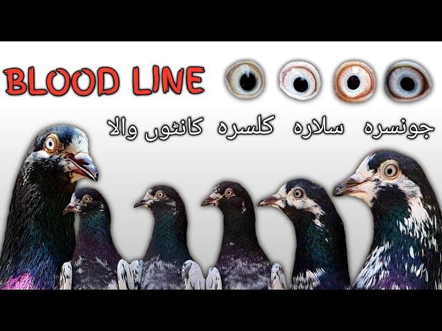 Pure Teddy Pigeon BLOOD LINE | Ch Sakhi Muhamamd Bhatti Pigeons