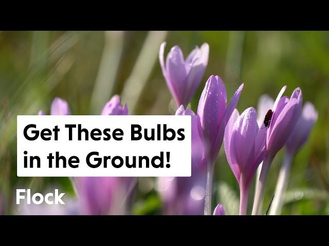 I Got to Get These FALL-BLOOMING BULBS the Ground—Fast! — Ep. 281