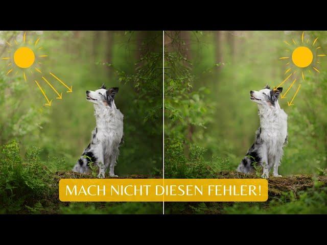 SO formst du LICHT IN DER BILDBEARBEITUNG richtig! | Vermeide diese Fehler | Hundefotografie Tipp