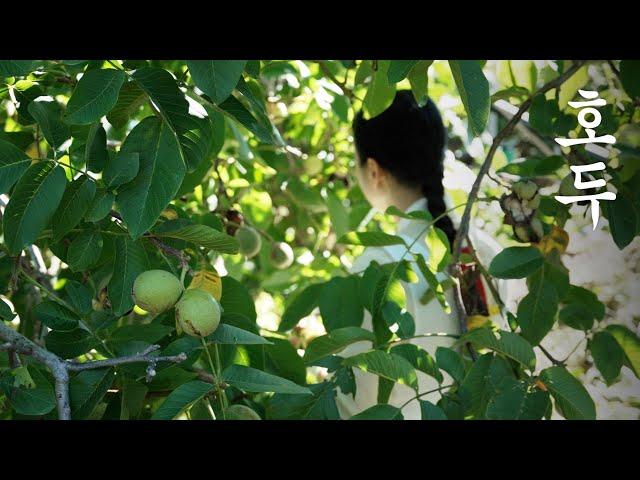 Harvest the walnuts🪹 | Walnut rice cake | Bongsu-tang that the king enjoyed 🫖