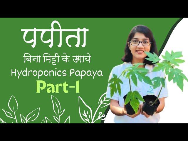 Papaya in Hydroponics | बिना मिट्टी के उगाये पपीता | JS Hydroponics