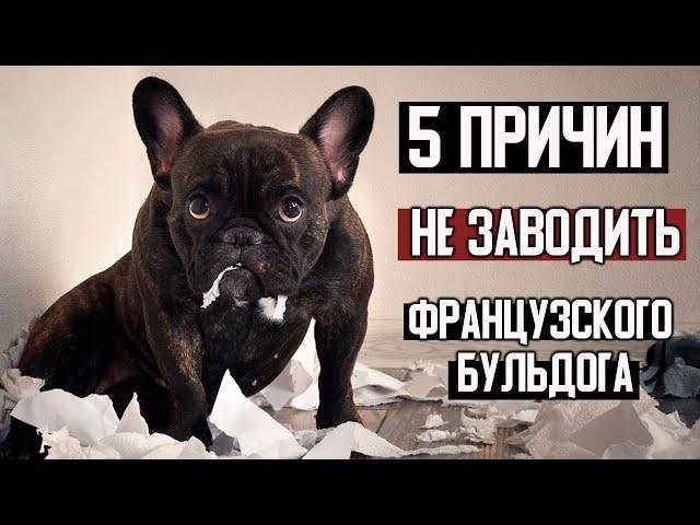 5 причин НЕ ЗАВОДИТЬ французского бульдога