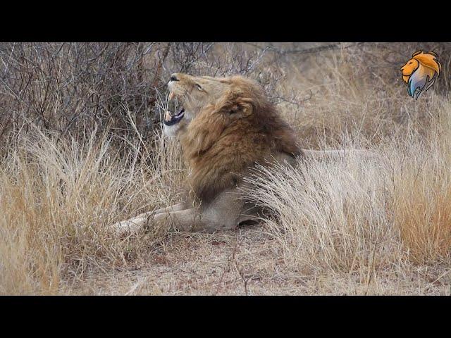 Amazing Kruger  Animal Moments | Wildest Kruger Sightings