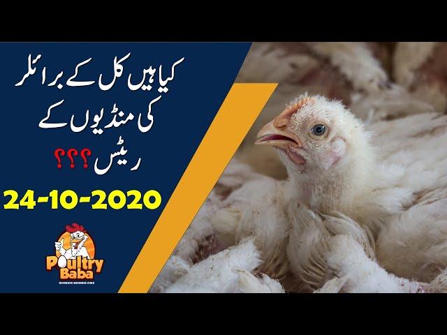 Broiler farm gate rates 24 October 2020 in Pakistan   Poultry rates   Chicken prices in Pakistan