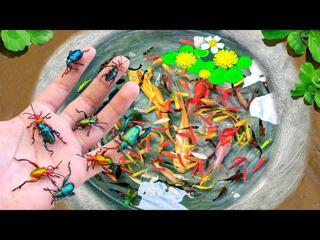 Amazing Catching Aquarium Fish, Baby Arowana, Perch, Koi, Snakehead Fish, Sailfish | Fishing Video