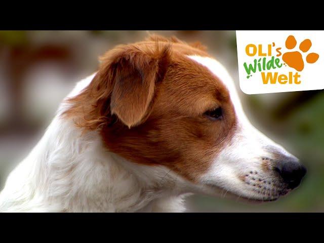 Welche Aufgabe hat ein Hofhund? | OLI's Wilde Welt