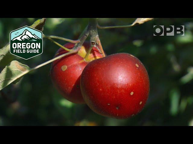 Locating the world’s largest collection of apple varieties | Oregon Field Guide