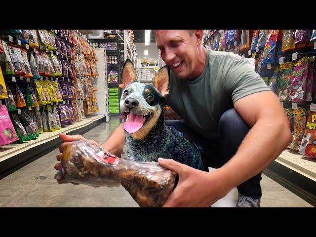 Buying a Cattle Dog EVERYTHING He Touches after his Life Saving Surgeries!