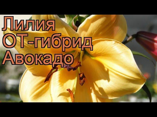 Лилия от-гибрид Авокадо  от-гибрид лилия Авокадо обзор: как сажать, луковицы лилии Авокадо