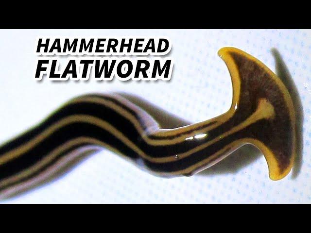 Hammerhead Flatworm Facts: They EAT EARTHWORMS | Animal Fact Files