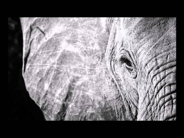 Sir John - White Elephant