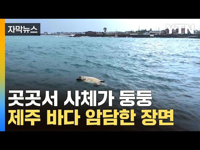 [자막뉴스] "결국 멸종의 길"...절망적인 폐사 속출에 '경고등' / YTN
