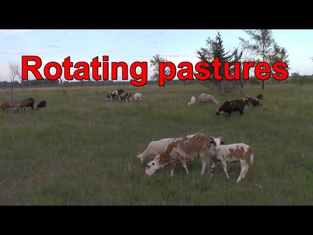 Rotating pasture for the Painted Desert ewes