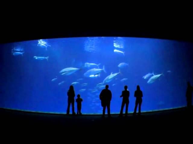 Monterey Bay Aquarium