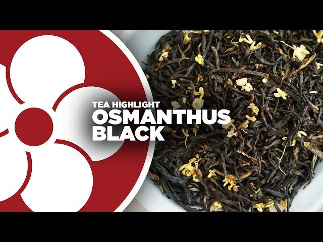 Osmanthus Black