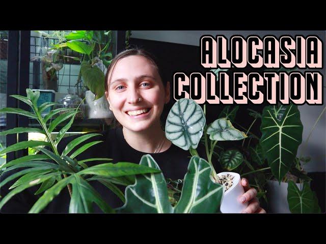 all of my alocasias 🪴 Plantmas Day 12