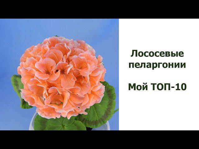 Лососевые пеларгонии.  Мой ТОП - 10