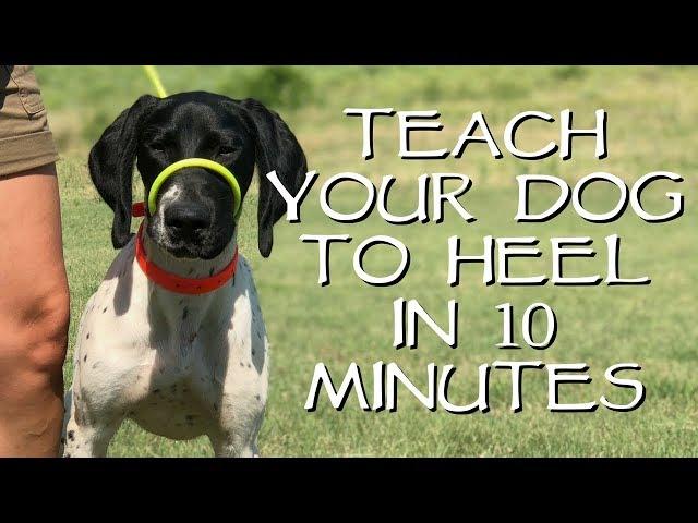 Teach Your Dog To Heel In Less Than 10 Minutes