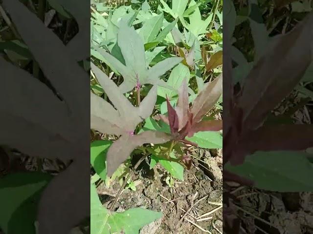 GROWING SWEET POTATO LEAVES
