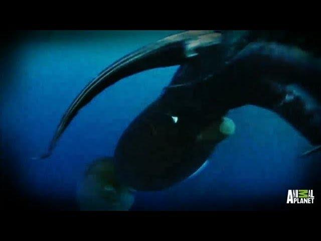Diver vs. Squid | Man-Eating Super Squid: Monster Invasion