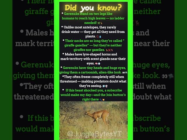 Did You Know This Antelope Stands Like a Human?! 