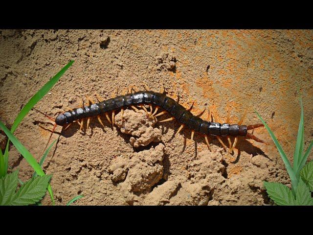 Subphylum Myriapoda Part 1: Form and Function