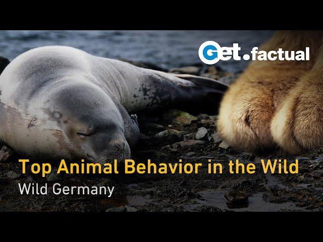 Wild Germany Mini Documentary | Get.factual Wildlife Documentary