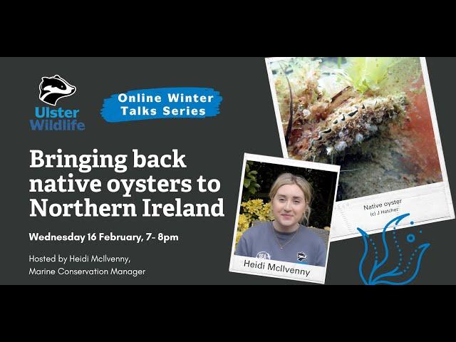 Bringing back native oysters to Northern Ireland - Ulster Wildlife Winter Talks Series