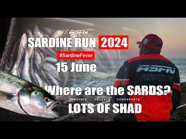 LOTS OF SHAD COMING OUT  | Sardine Run Update |  ASFN Sardine Run 2024